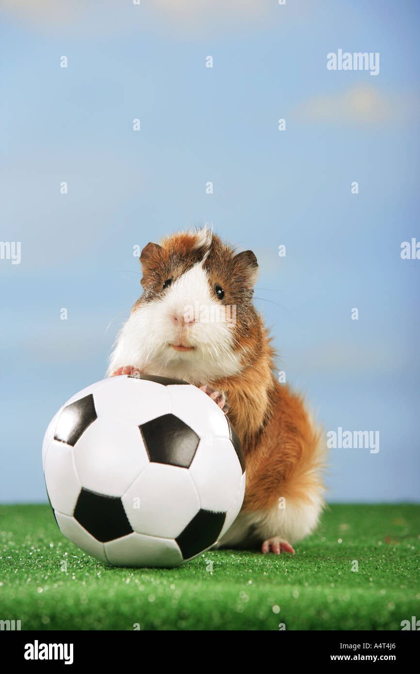 Campionato del mondo di calcio guinea pig con sfera Foto Stock