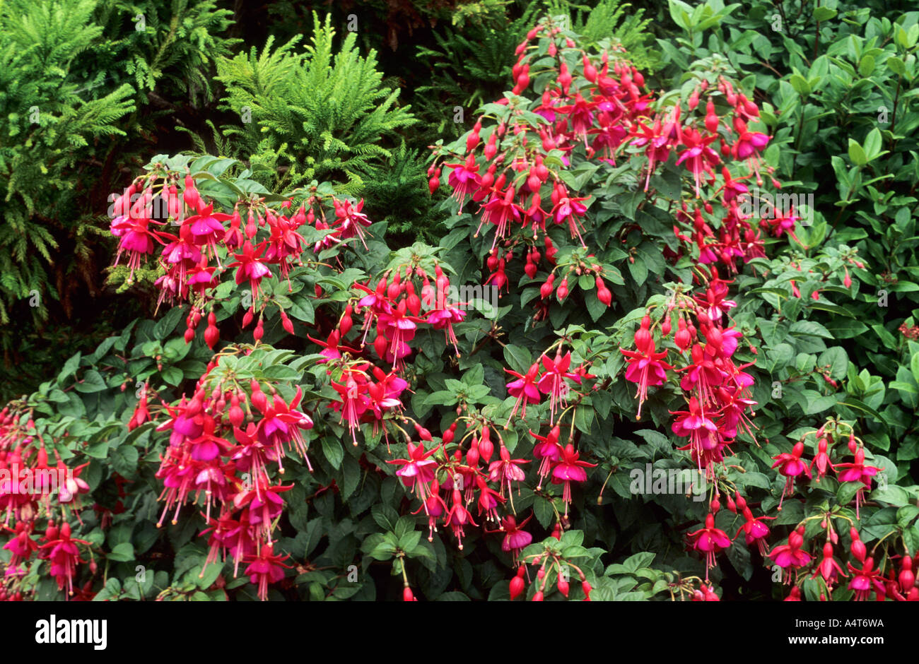 Fuchsia 'Monsieur Thiebaut' Foto Stock