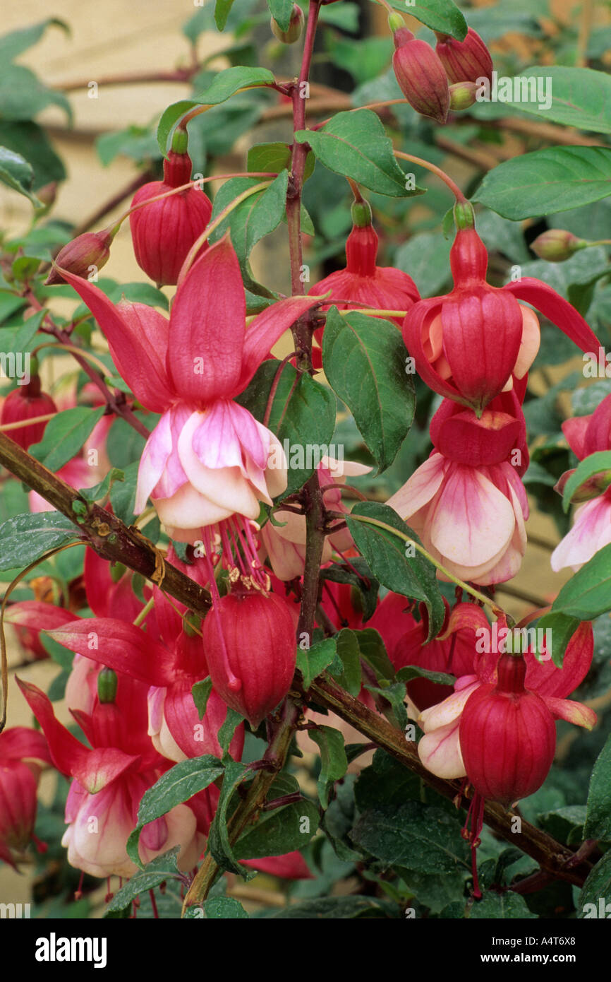 Fuchsia " Benessere " Foto Stock