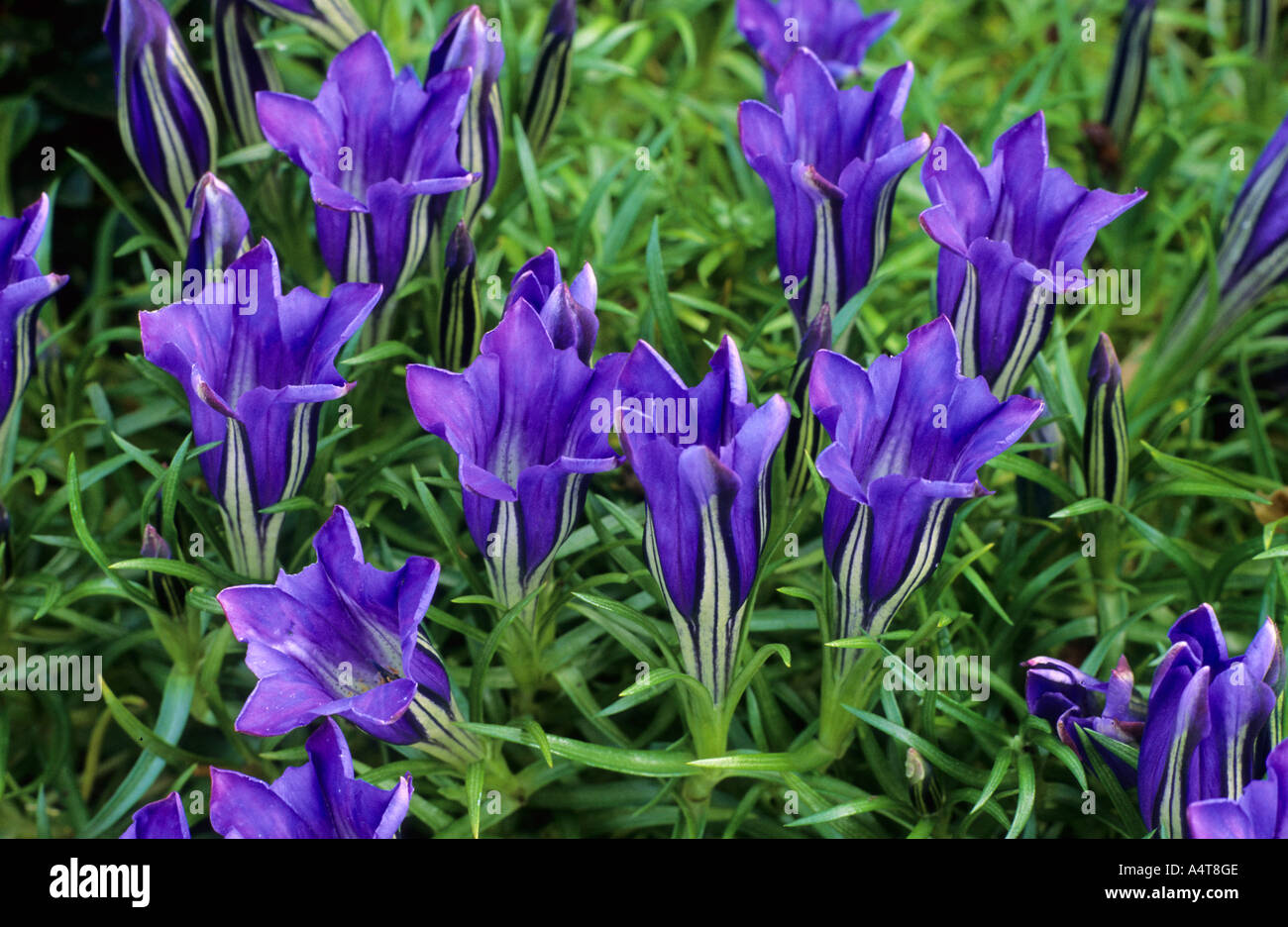 Gentiana sino ornata Foto Stock