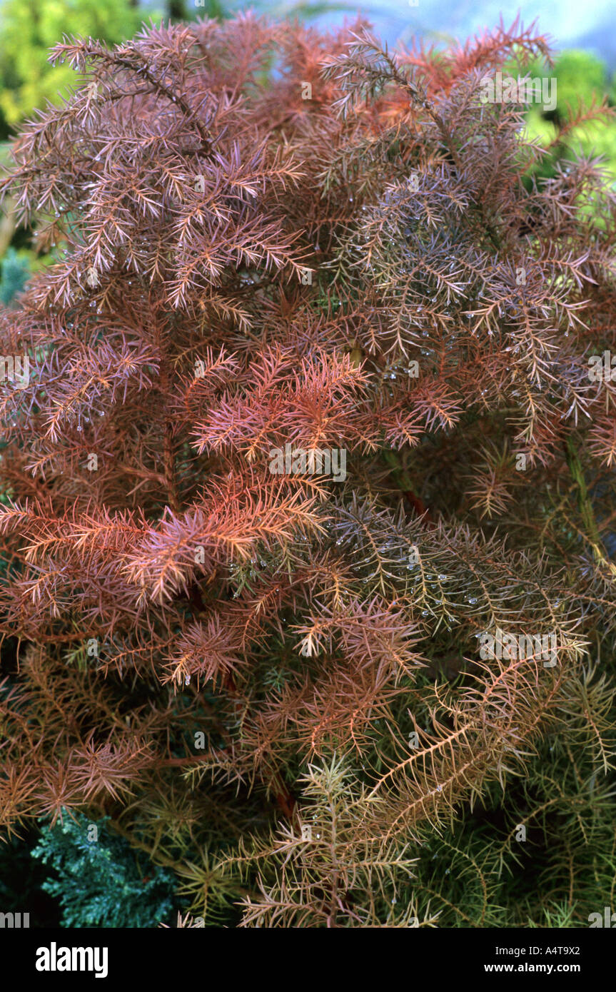 Cryptomeria japonica 'Elegans', conifere conifere cryptomerias Foto Stock