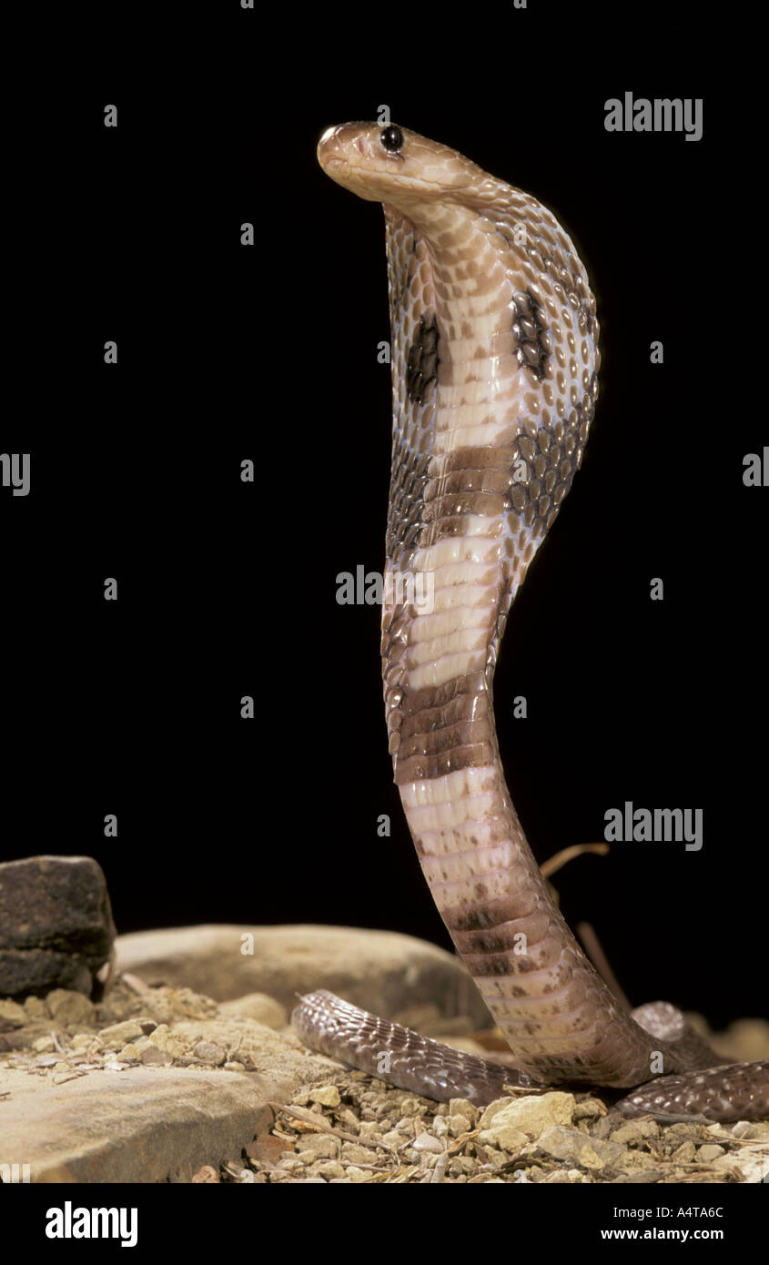Rettile SNAKE Cobra Spectacled indiano Foto Stock