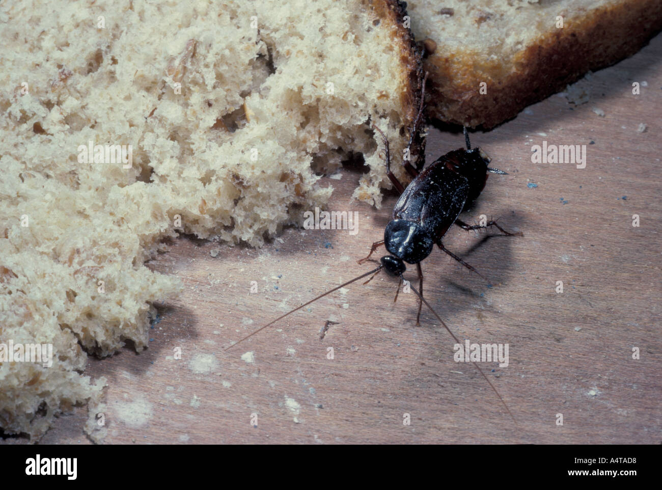 Invertebrati comune scarafaggio Foto Stock