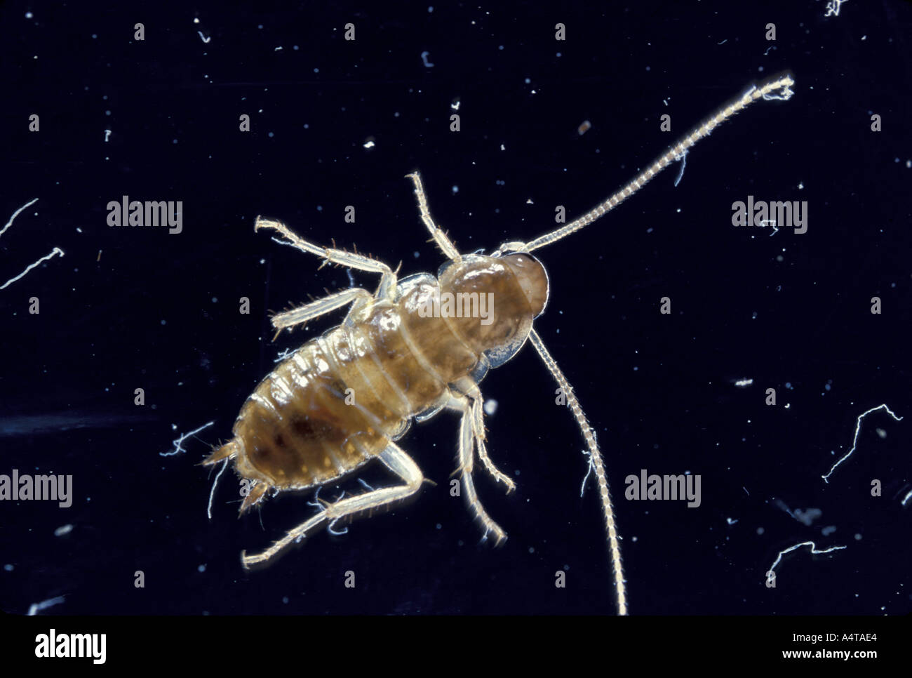 Scarafaggio invertebrato Oriental Foto Stock