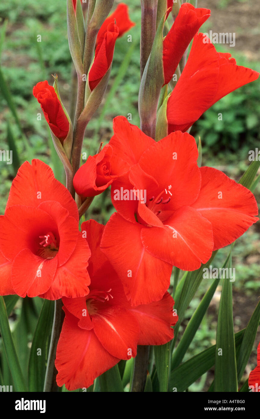 Gladiolus 'Windsong' Foto Stock