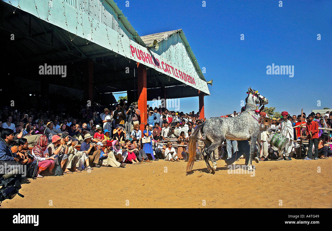 Un cavallo performance di danza essendo apprezzato dai turisti stranieri Pushkar fiera del bestiame Pushkar Rajasthan in India Foto Stock