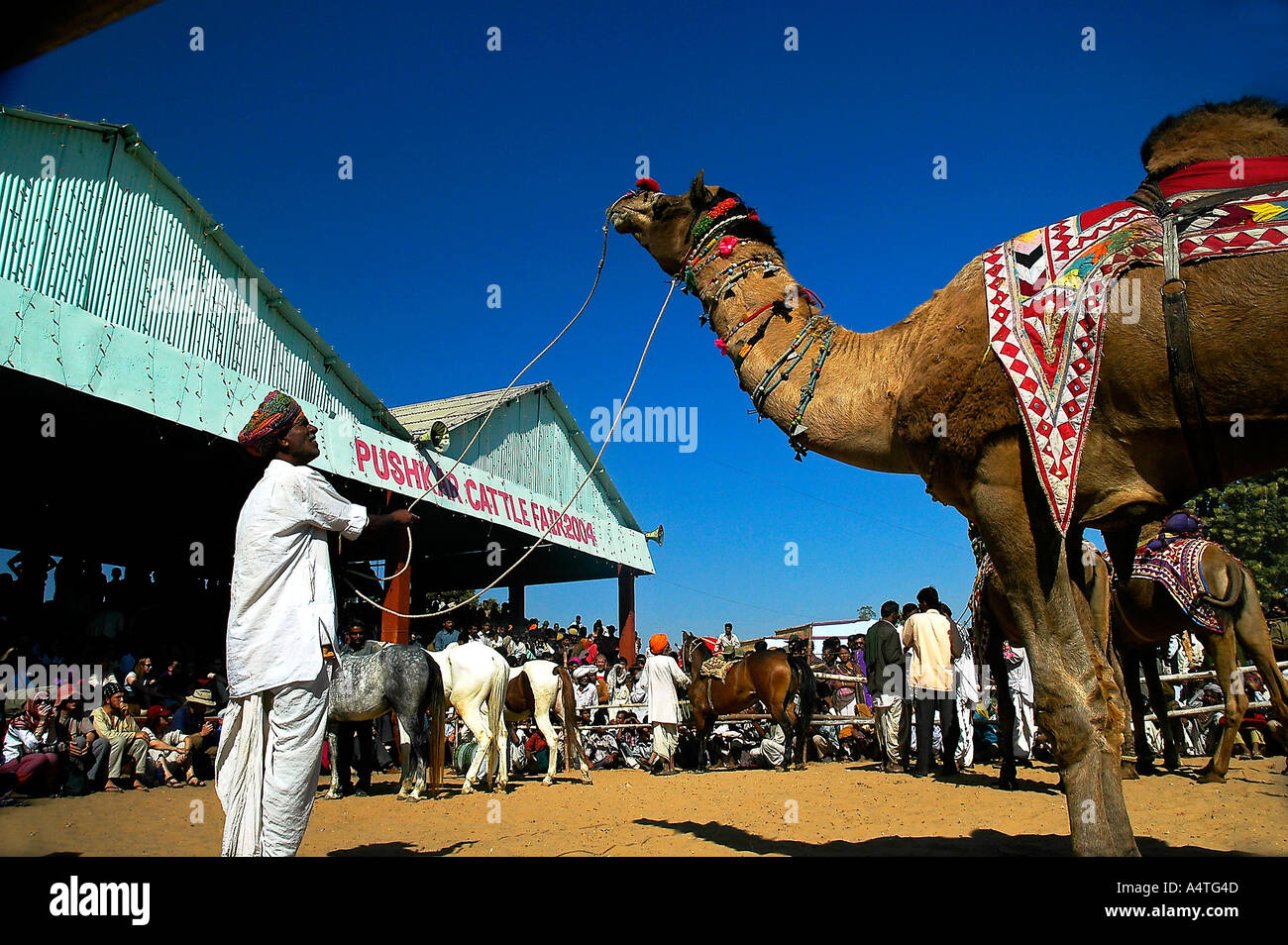 Pushkar fiera del bestiame che l uomo e il cammello a Pushkar camel fair competetion in Rajasthan India Asia Foto Stock