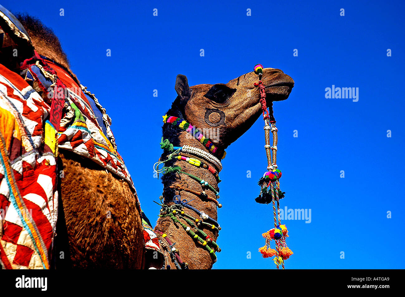 Camel decorate Pushkar fiera del bestiame Rajasthan in India Foto Stock