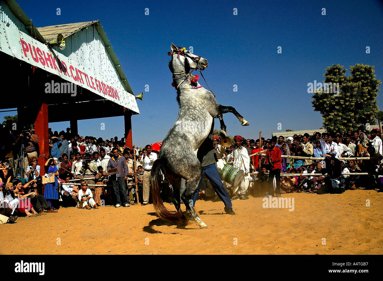 SUB98528 Cavallo performance di danza essendo apprezzato dai turisti stranieri Pushkar fiera del bestiame 2004 Rajasthan in India Foto Stock