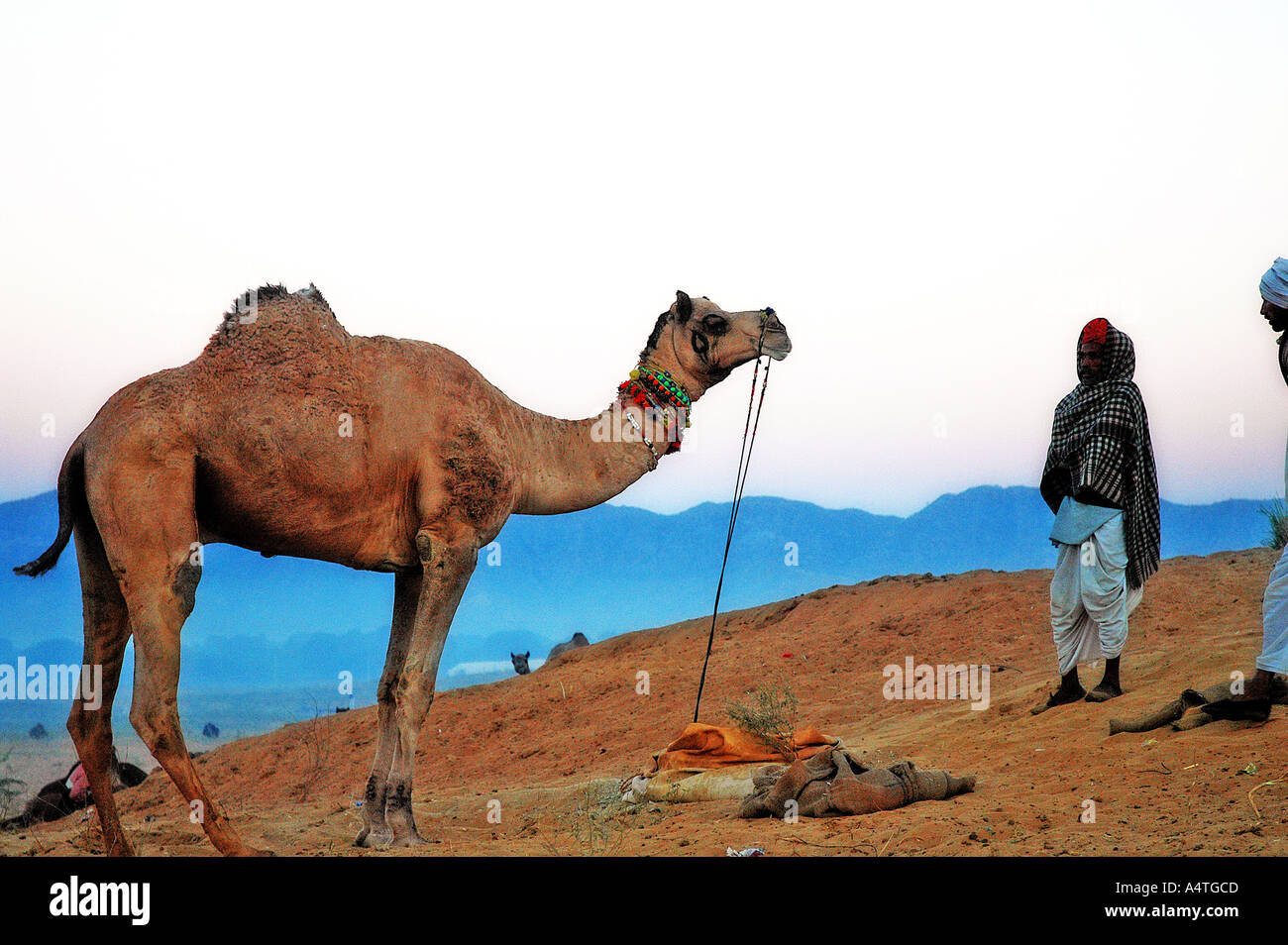 SUB98534 Uomo con cammello Pushkar fiera del bestiame Rajasthan in India Foto Stock