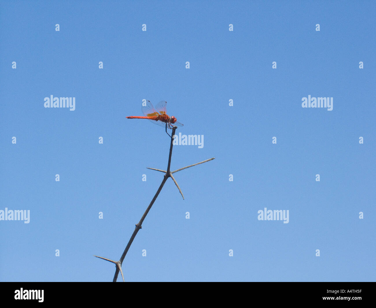 Red Dragonfly Kondivade River Side Karjat Mumbai Bombay Maharashtra India Foto Stock