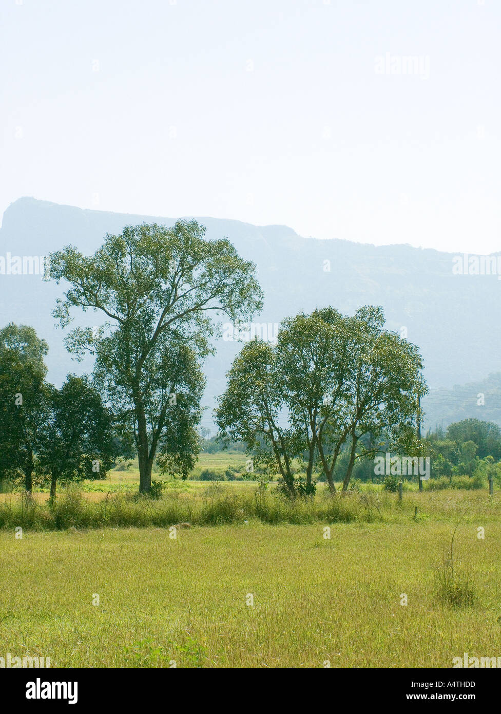 Paesaggio mattutino a Kondivade vicino Karjat Mumbai Bombay Maharashtra India Foto Stock