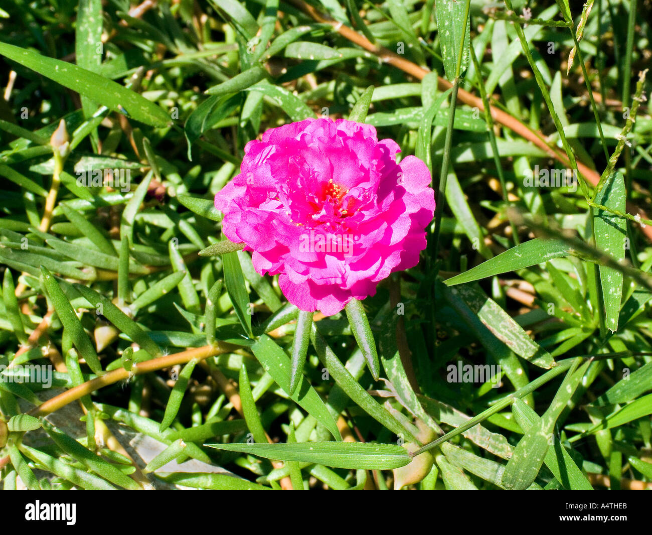 Rosa chinensis, rosa cinese, rosa cinese, villaggio di Kondivade vicino Karjat Mumbai Bombay Maharashtra India Foto Stock