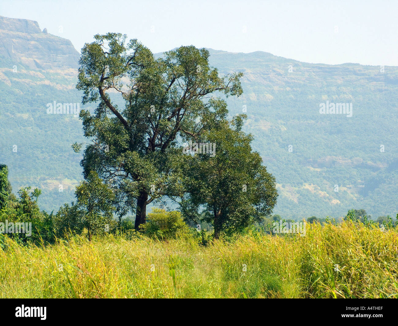 Paesaggio di albero a Kondivade villaggio vicino Karjat Mumbai Bombay India Maharashtra Foto Stock