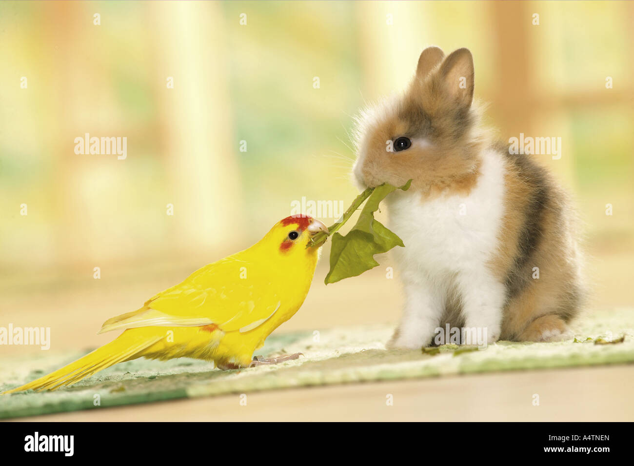 Parakeet (Cyanoranamphus novaezelandiae) e coniglio nano che mangiano foglie di dente di leone Foto Stock