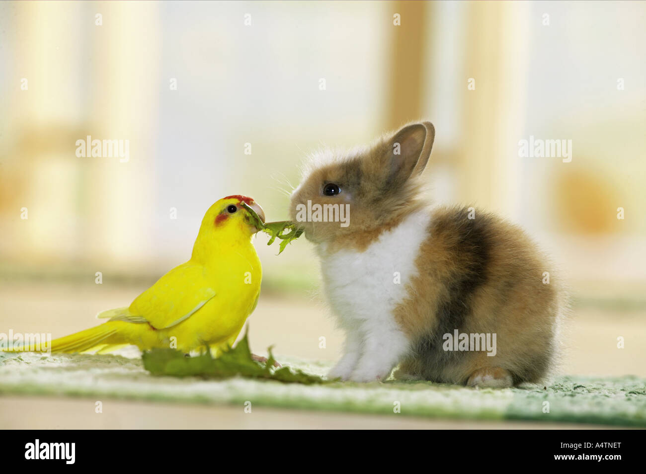 Parakeet (Cyanoranamphus novaezelandiae) e coniglio nano che mangiano foglie di dente di leone Foto Stock