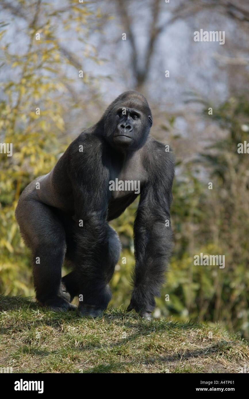 Argento gorilla indietro a guardare la sua femmine Foto Stock