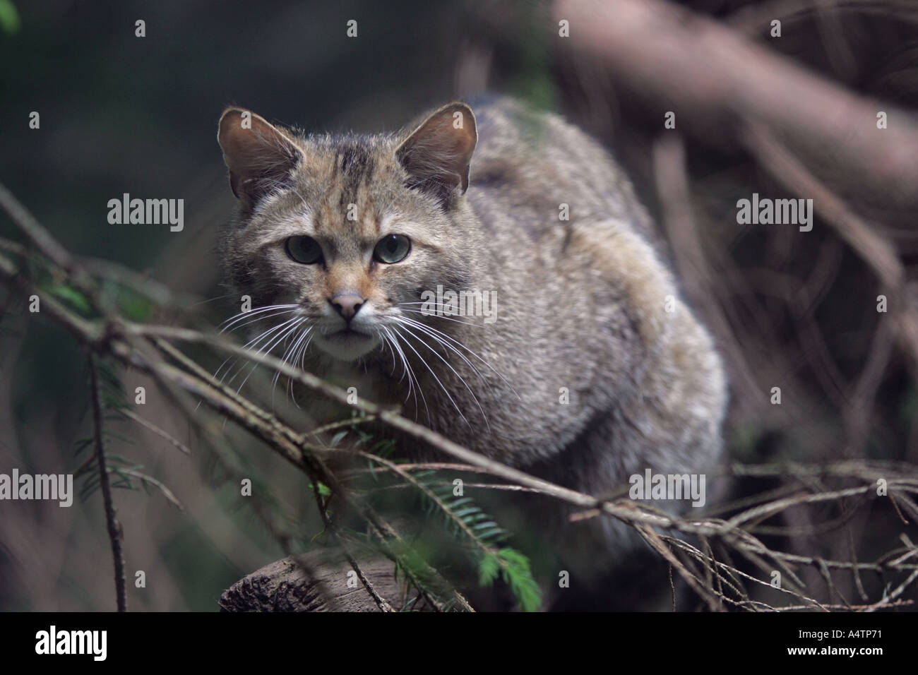 Il gatto selvatico su una struttura ad albero Foto Stock