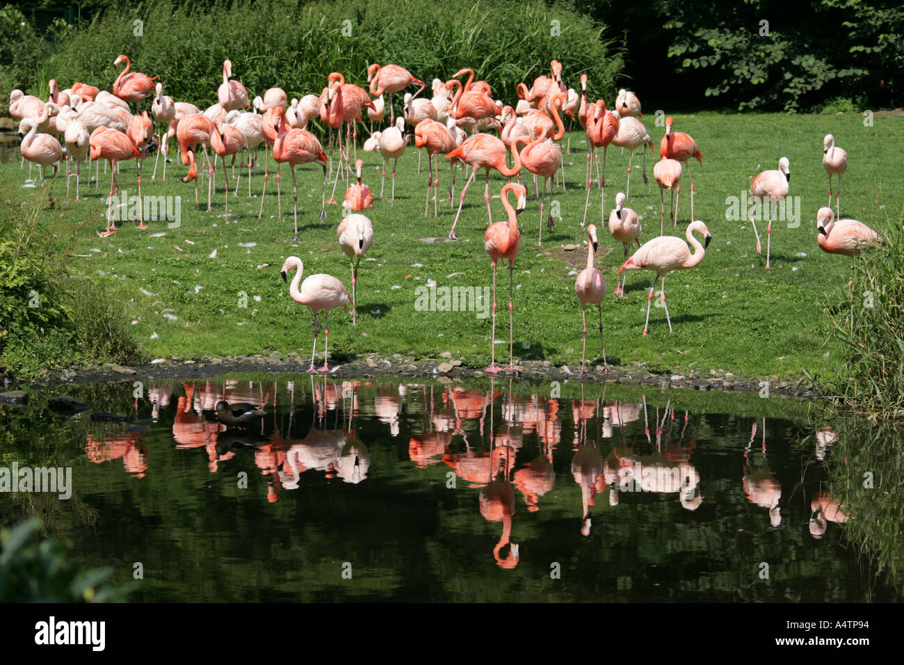 Gruppo di fenicotteri rosa Foto Stock