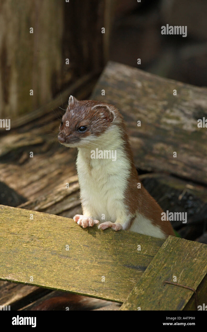 Ermellino / Mustela erminea Foto Stock