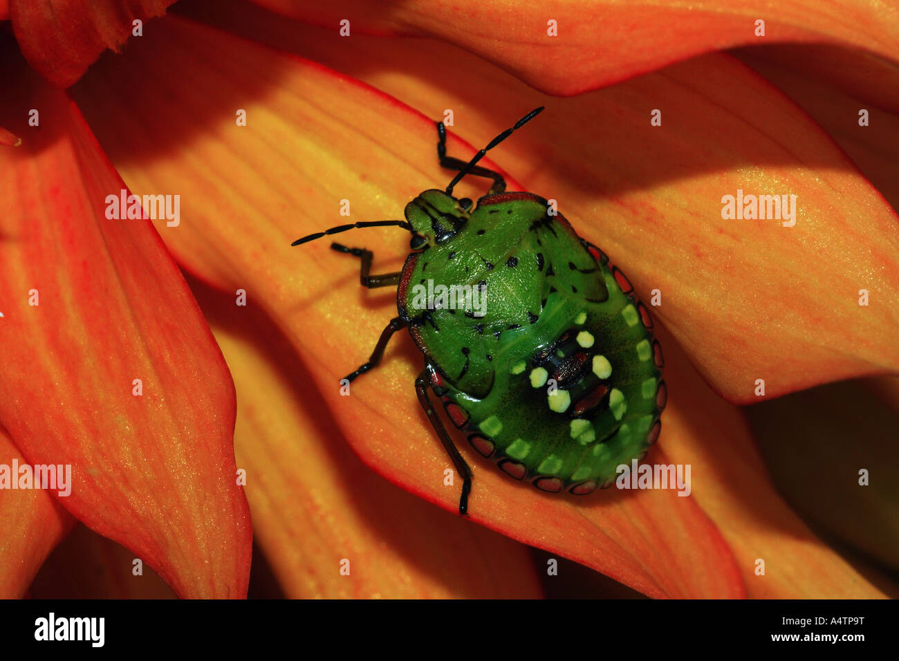 Southern green stink bug / Nezara viridula Foto Stock