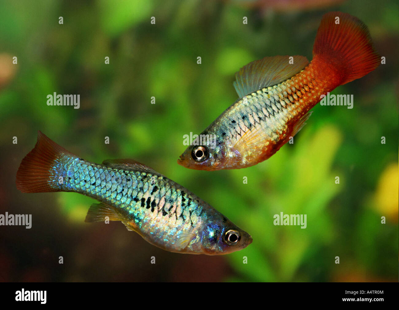 Platyfish variabile / Xiphophorus variatus Foto Stock