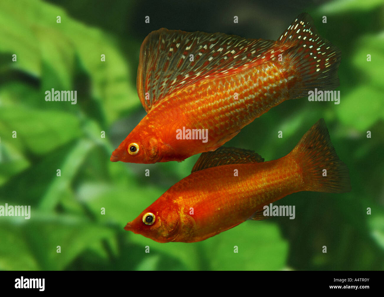 Pesce Poecilia velifera in acquario d'acqua dolce Foto stock - Alamy