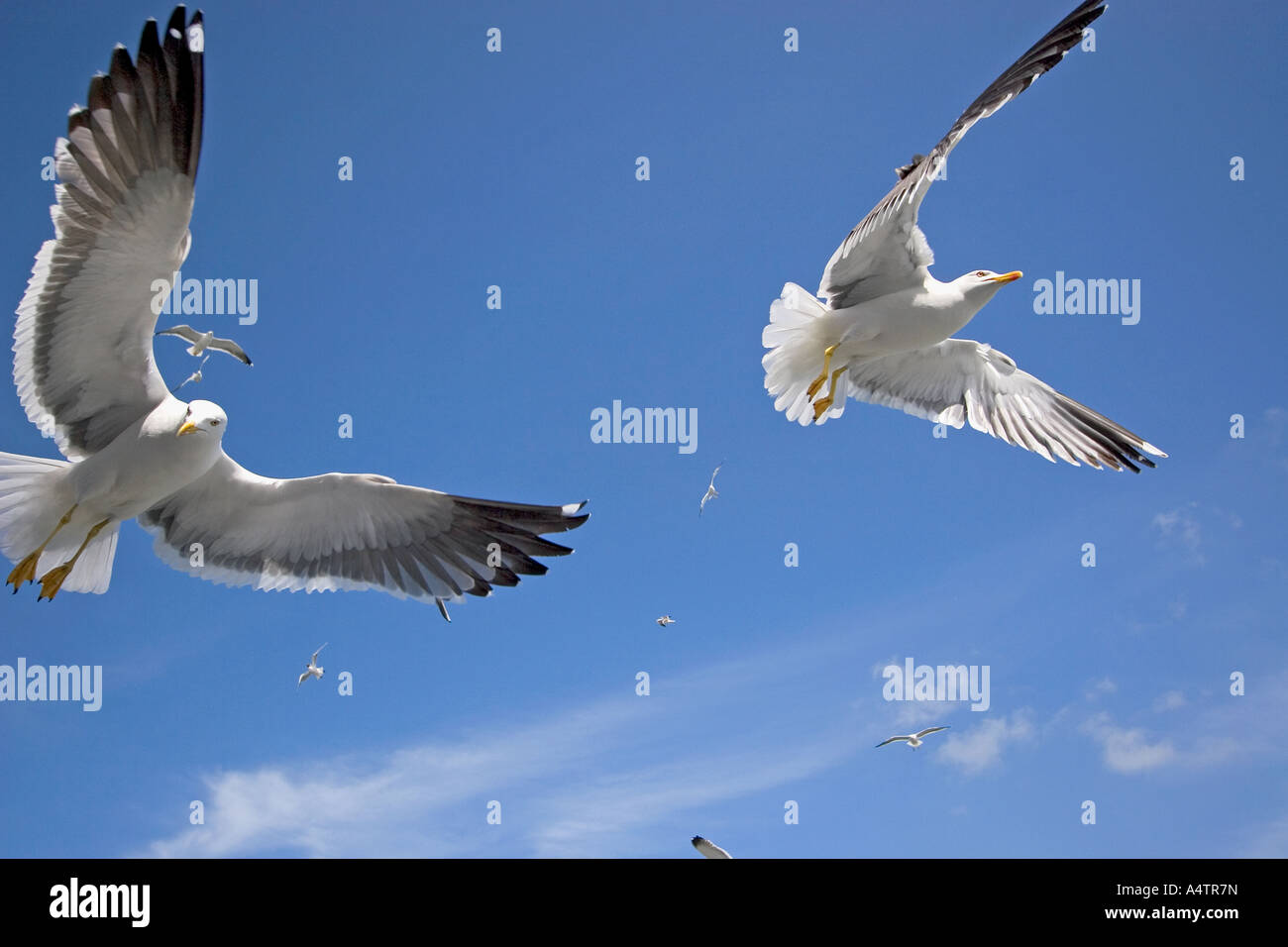 Diversi i gabbiani - battenti / Laridae Foto Stock