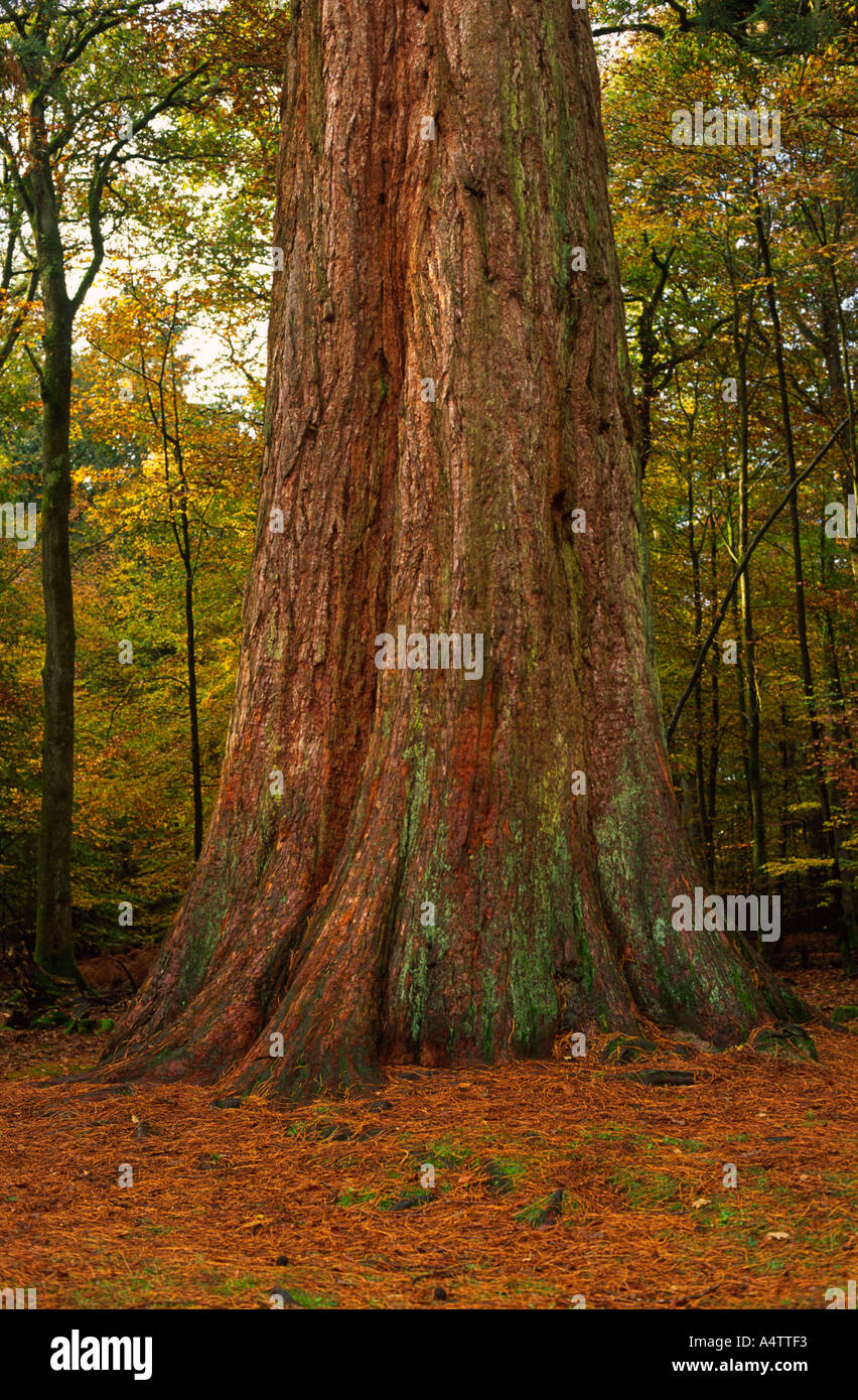 Sequoia gigante si fermò nella nuova foresta in Hampshire county Inghilterra REGNO UNITO Foto Stock