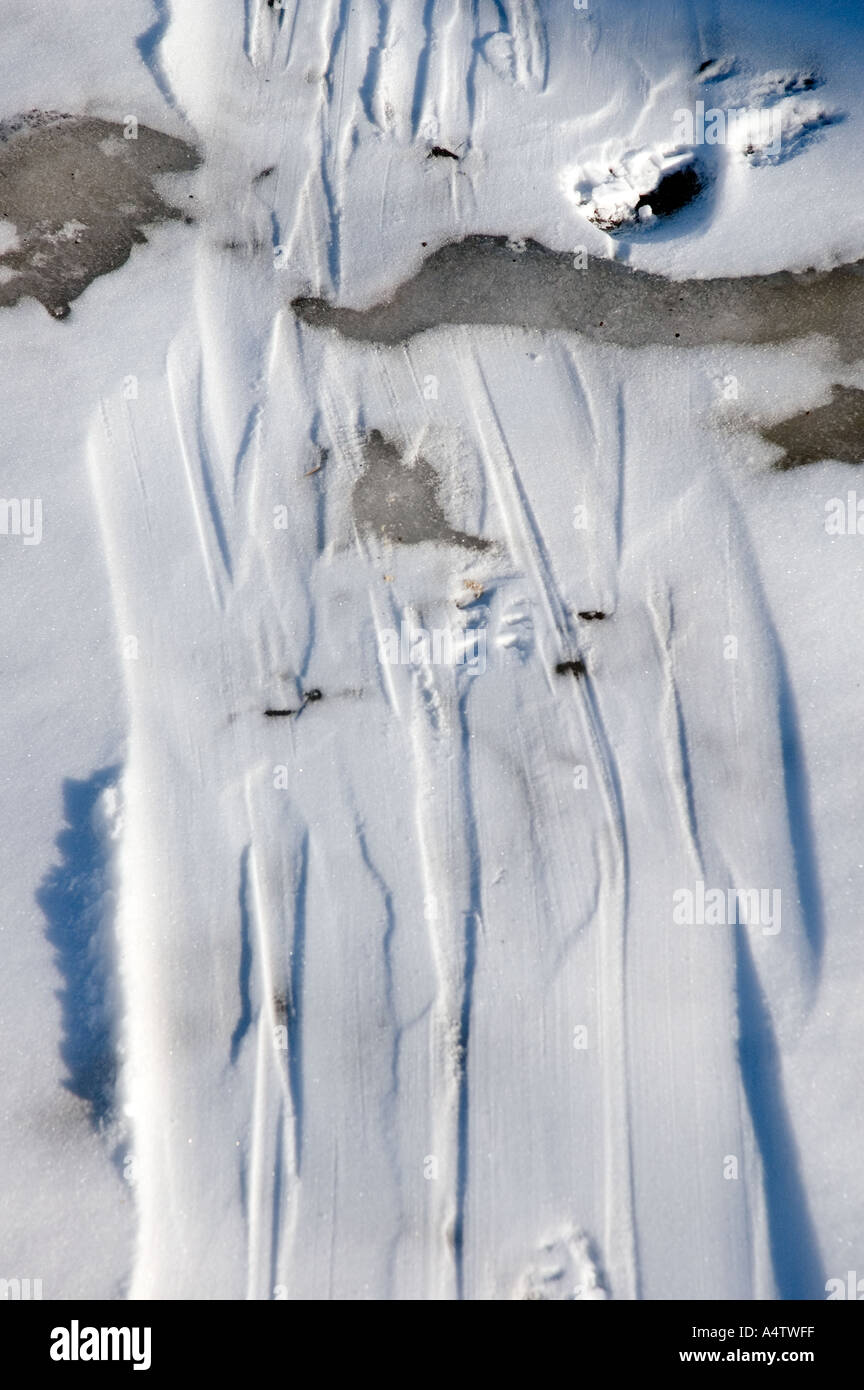 Toboggan tracce nella neve Foto Stock