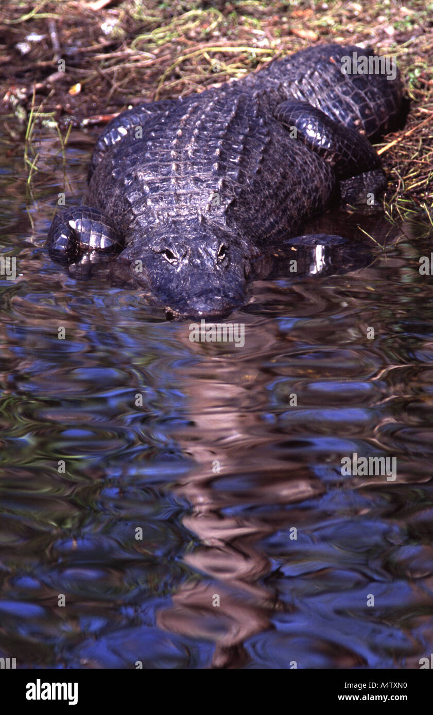 Alligator mississippiensis Foto Stock