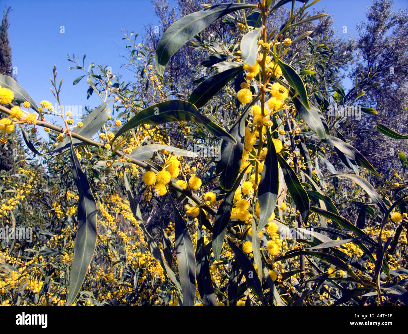 La Mimosa o graticcio Golden Tree (Acacia saligna) in fiore , noto anche come Golden Wreath o graticcio graticcio arancione Mimosa Foto Stock