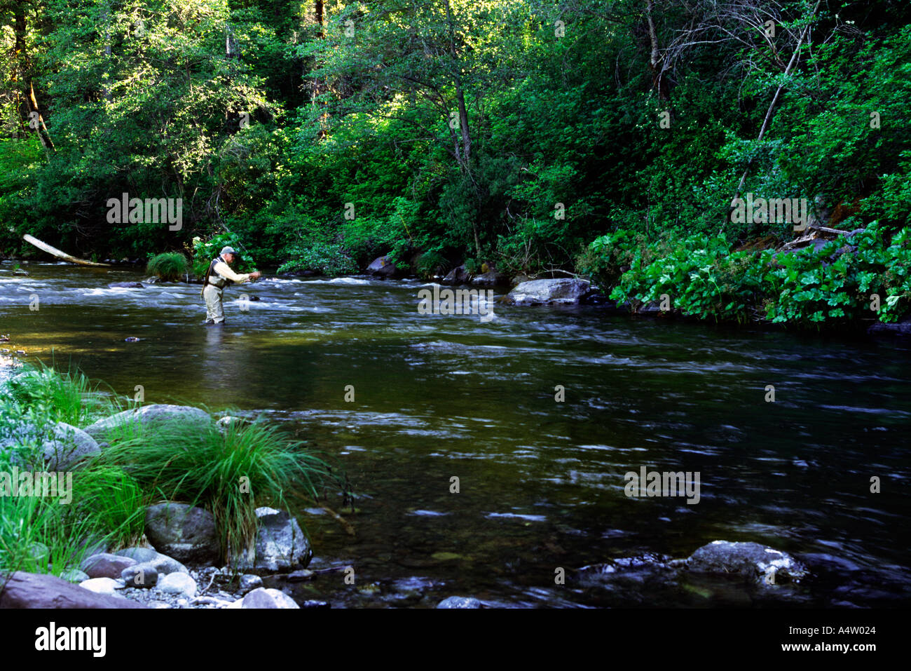 Modello rilasciato uomo pesca alla trota Foto Stock