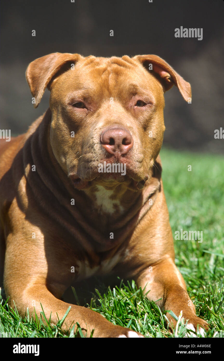Ritratto di Pit Bull Terrier cane sull'erba Foto Stock