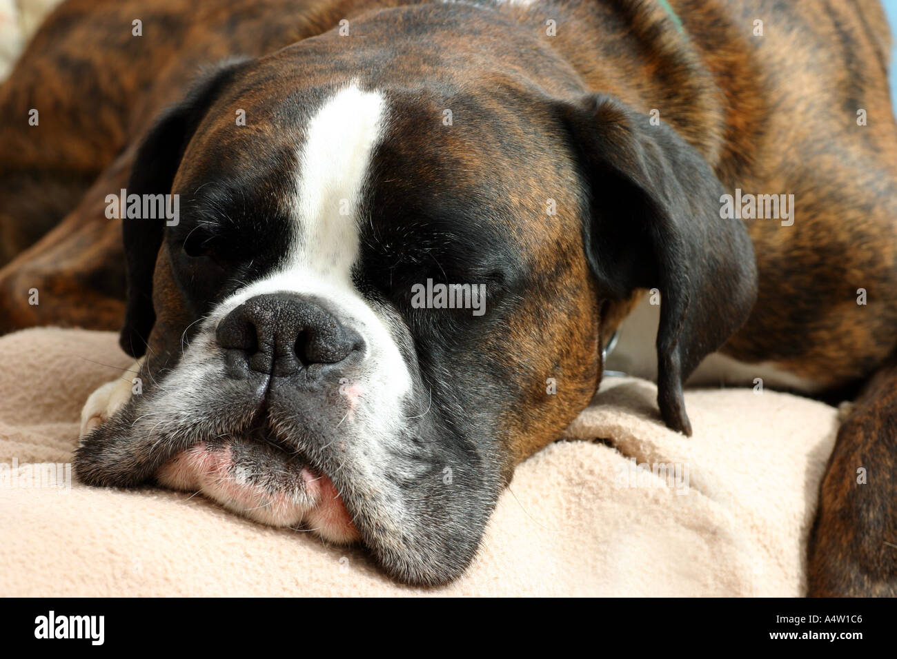 Cane Boxer Sleeping Foto Stock