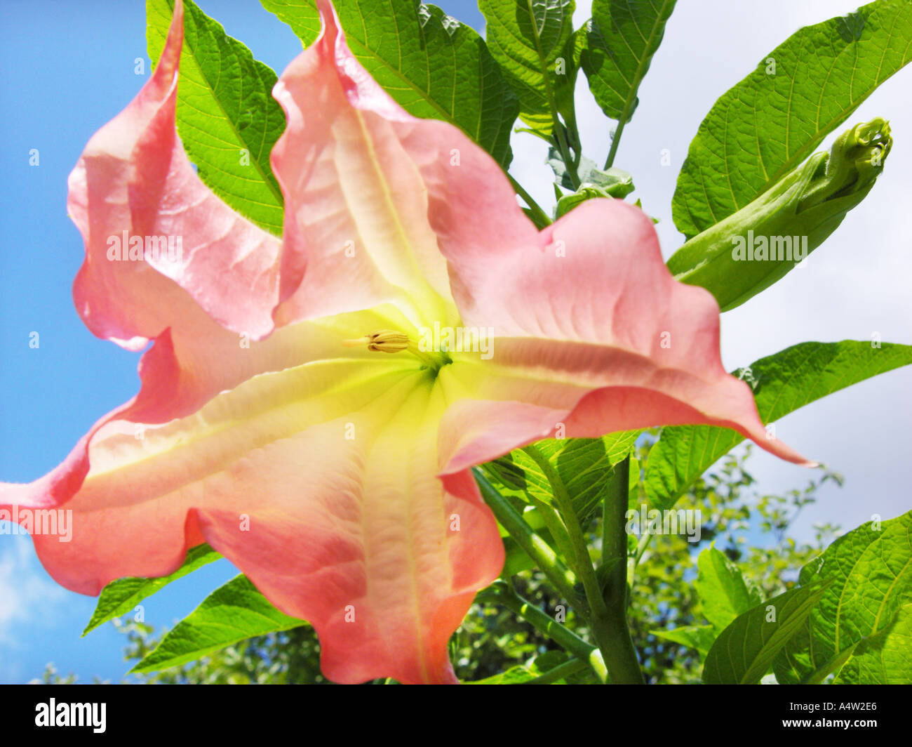SOLANACEAE Datura Suaveolens Engelstrompete Brasil Angel s tromba Foto Stock