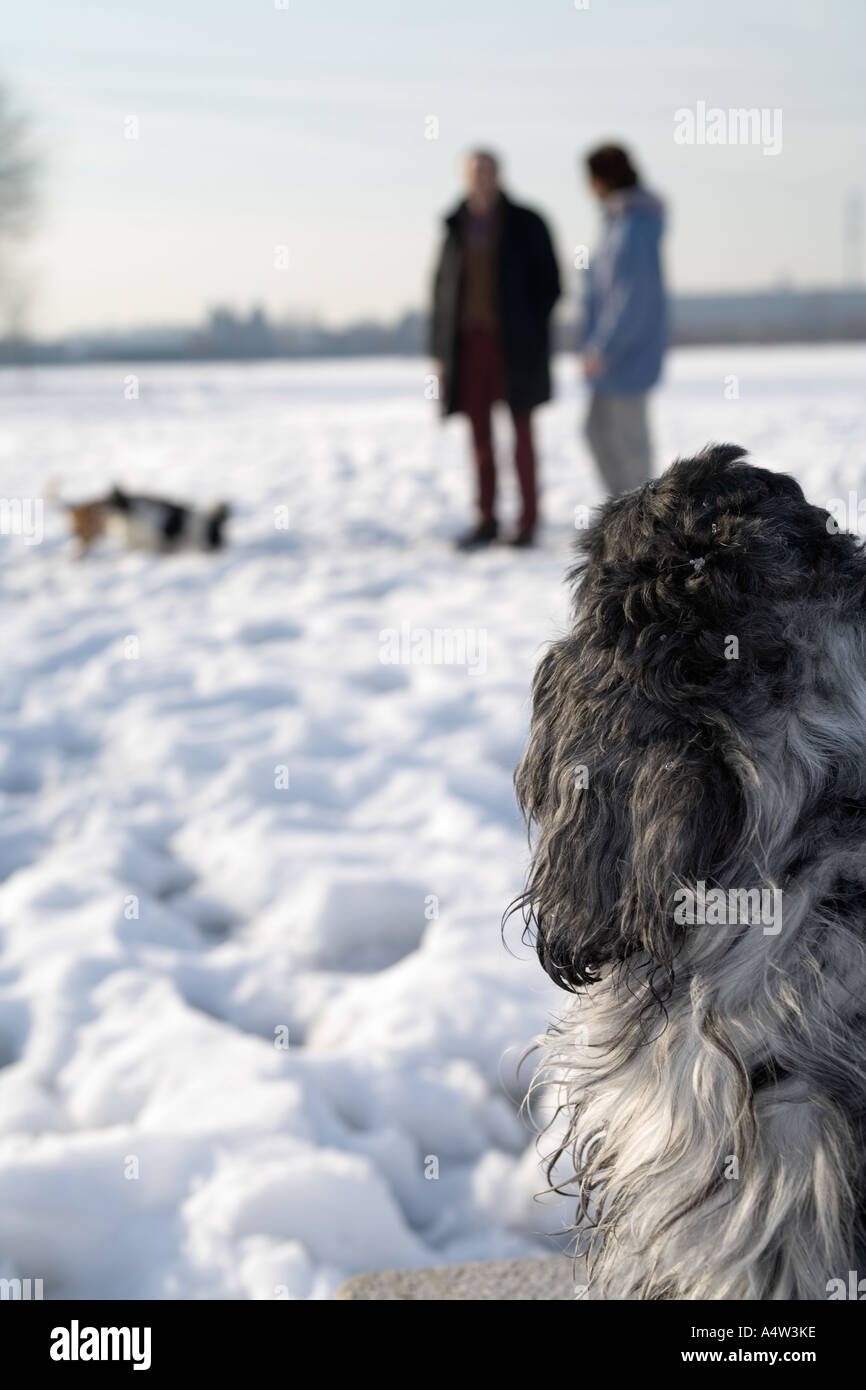 Un cane curioso guardando con attenzione per gli altri cani a giocare nella neve accanto ai loro proprietari Foto Stock