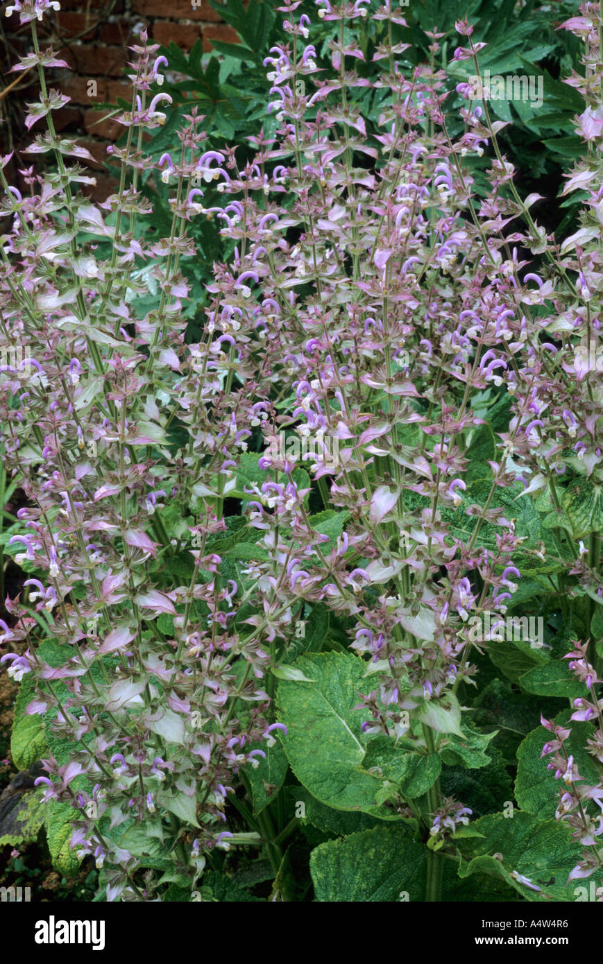 Salvia sclarea var turkestanica Foto Stock