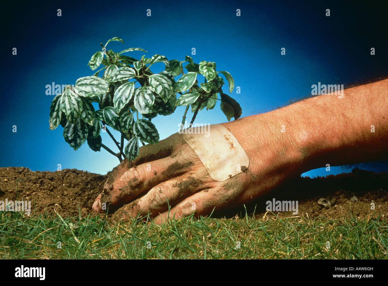 Mano con piantumazione di gesso Foto Stock