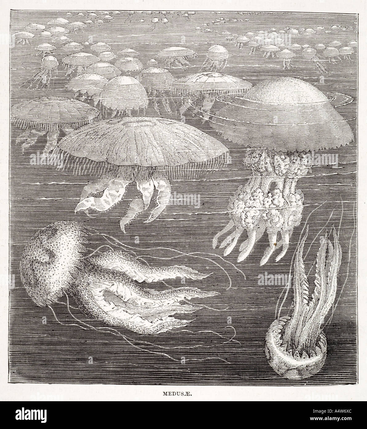 Medusae medusa meduse sciame di invertebrati pericolo deriva di flottazione di veleno pelagiche pungiglione velenoso tentacolo acquatici marini Foto Stock
