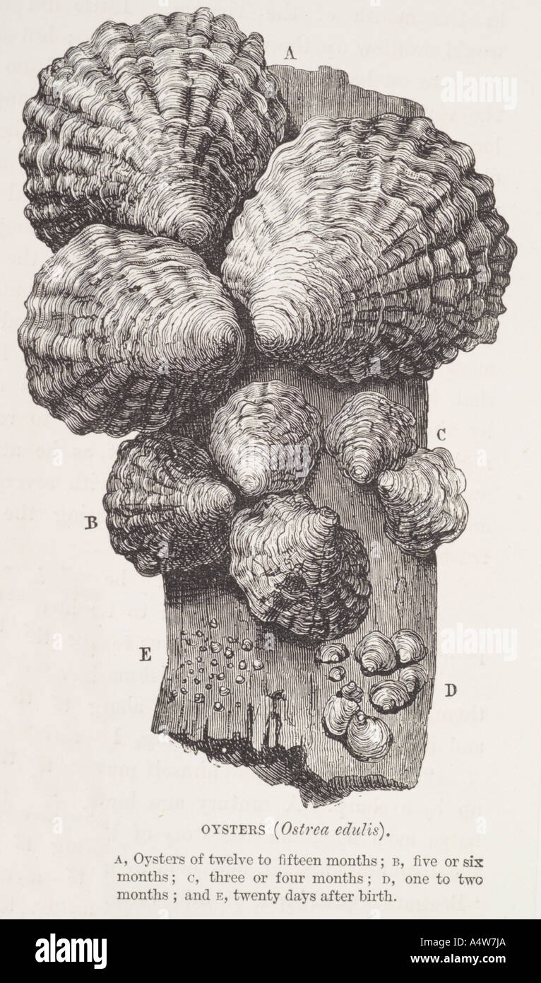 Guscio di ostrica perla cibo afrodisiaco commestibile di lusso sul mare a base di pesce il cibo animale creatura prelibatezze gourmet lo sviluppo di molluschi mari Foto Stock