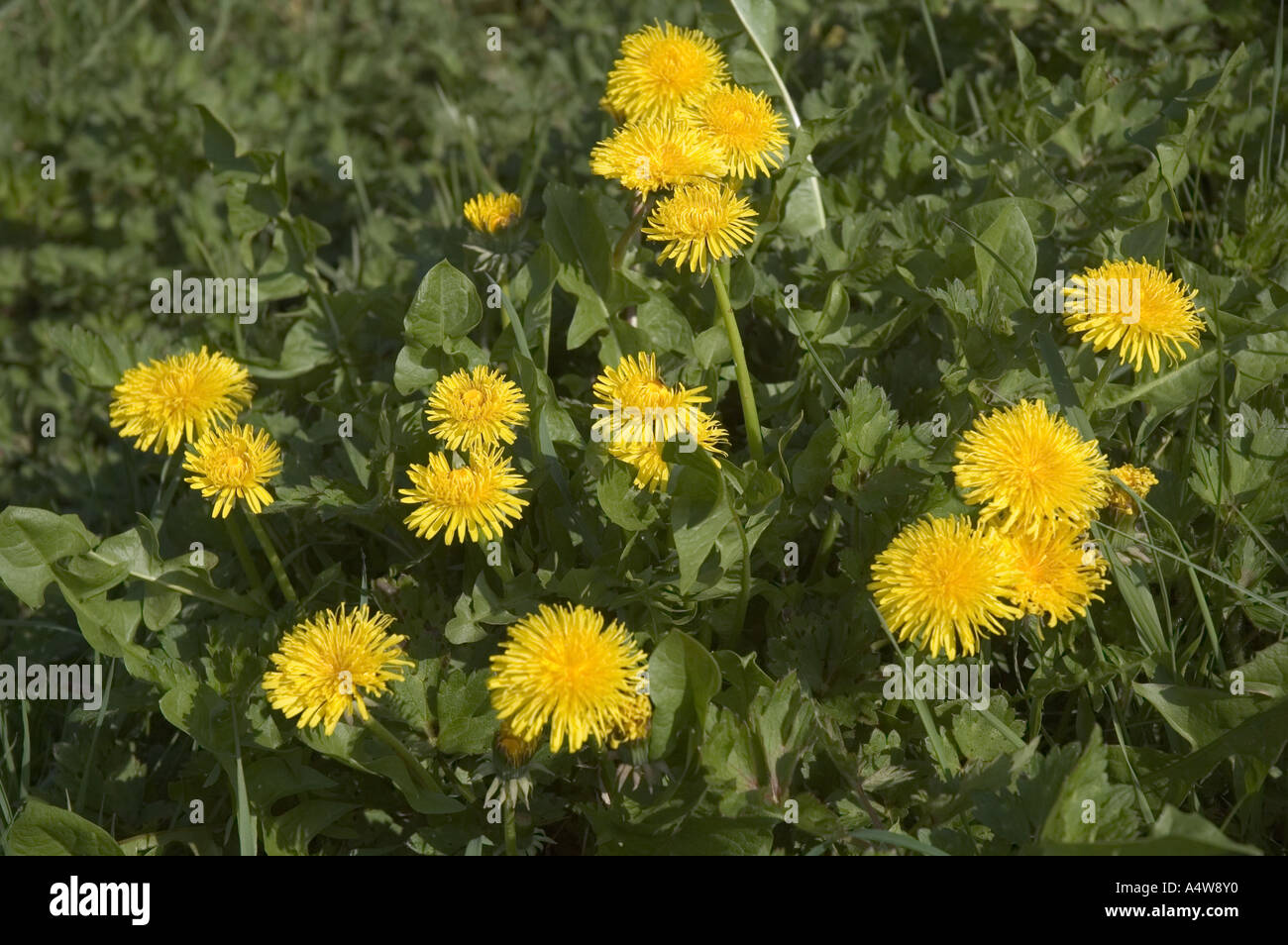 Denti di Leone Foto Stock