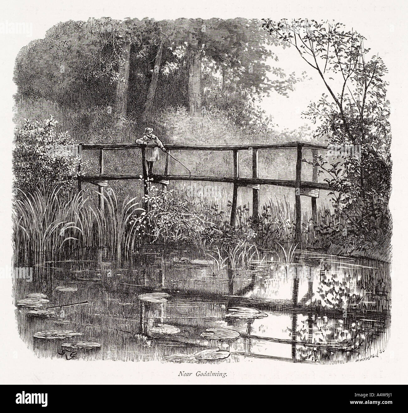 Godalming Surrey stagno il lago di acqua giglio gigli uomo pesce stand resto riflessione tranquilla foresta di legno ancora fresca acqua estate REGNO UNITO GB Foto Stock