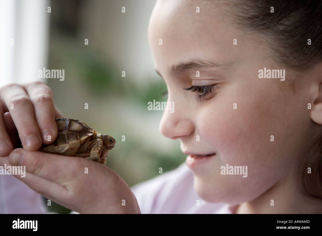 Ragazza cerca di turtle in mani Foto Stock