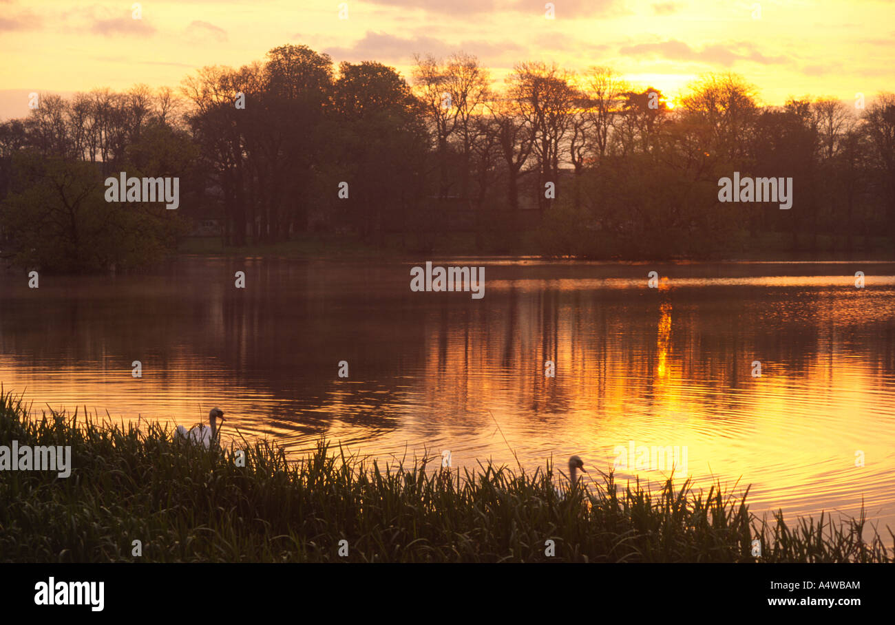 Cigni su Carlingwark Loch catturati nella calda luce sunrise a Castle Douglas Dumfries and Galloway Scotland Regno Unito Foto Stock