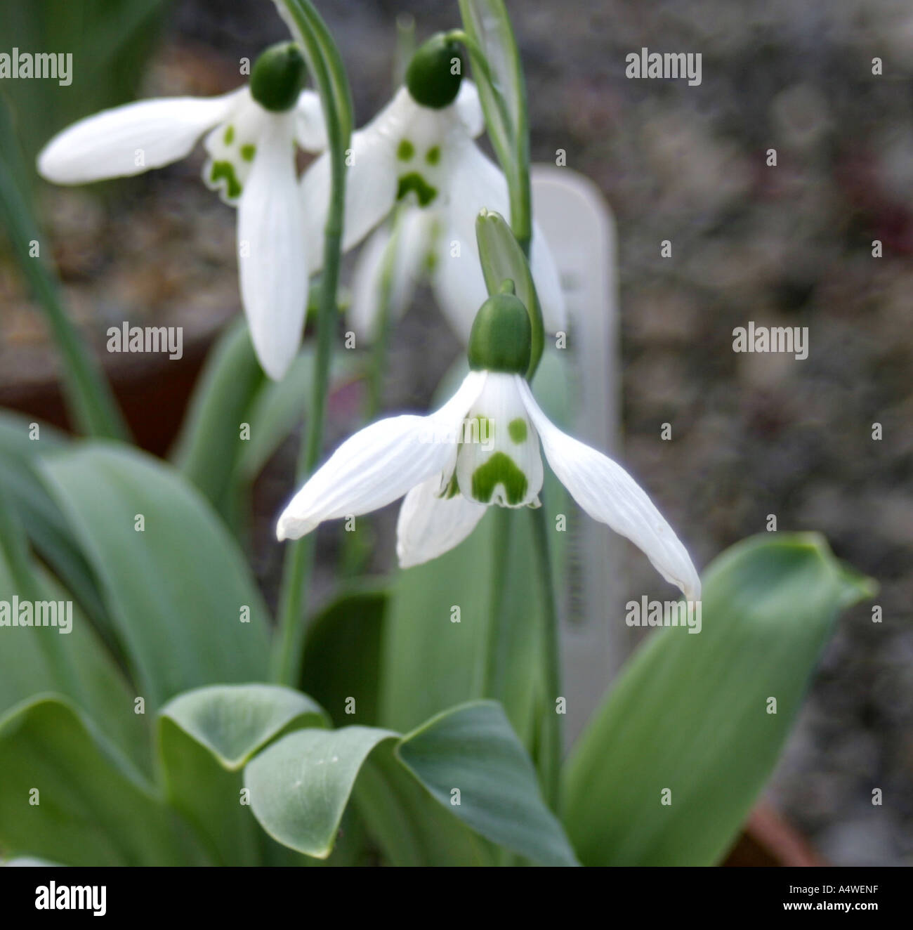 Snowdrop Galanthus elwesii Grumpy nazionale Giardini Botantic Glasnevin Dublin Foto Stock