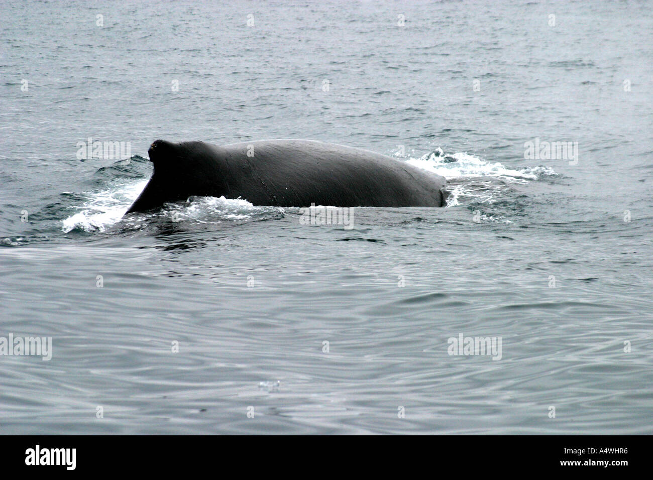 Le balene con la Gobba nel sud dell'Oceano Atlantico,l'Antartide. Foto Stock
