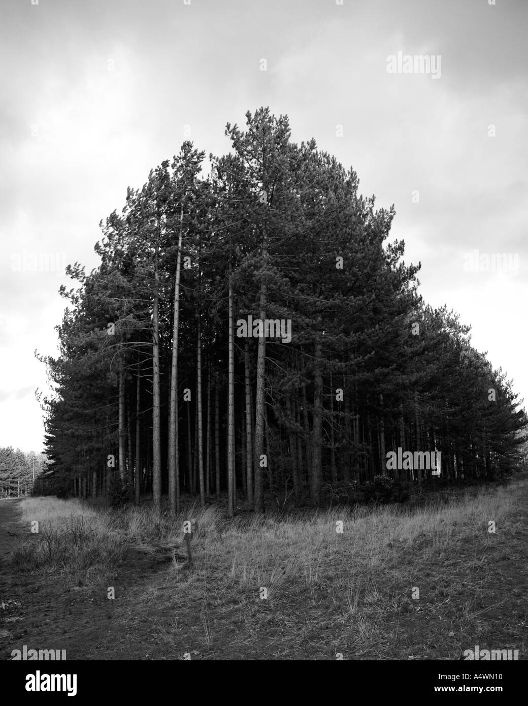 Foresta scura ammassarsi a Forest Dene Ringwood Hampshire Foto Stock