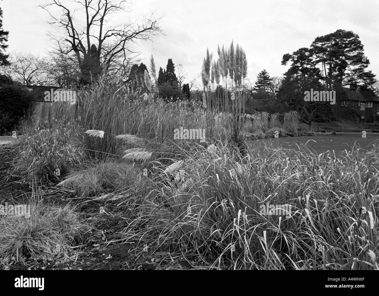 Giardino di Pampas Foto Stock