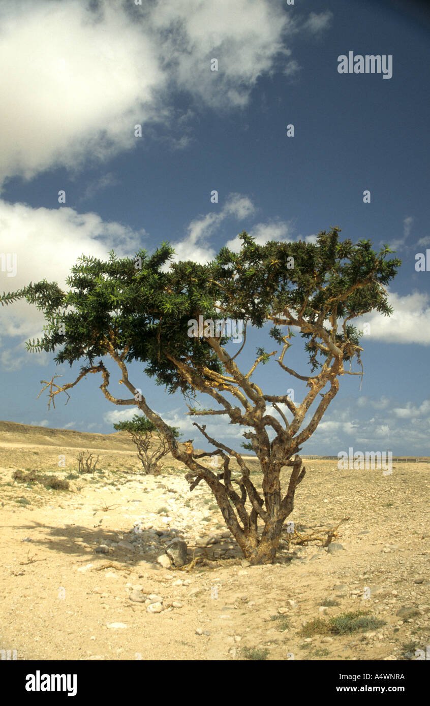 Un albero di incenso contro un cielo blu crescente nel deserto. Foto Stock